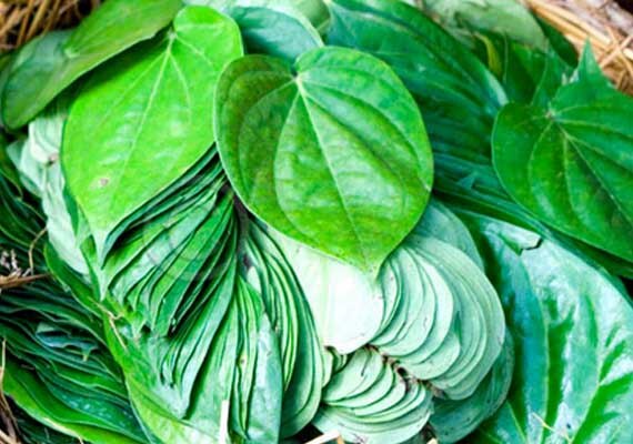 Organic Maghai Paan Leaves Medicinal Ayurvedic Leaves Kedia Organic organic-maghai-paan-leaves-medicinal-ayurvedic-leaves-kedia-organic
